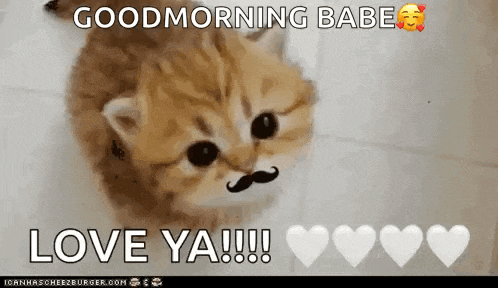 Kitty Cute Cat GIF
