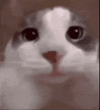 Kitty Kiss Cat Kiss GIF