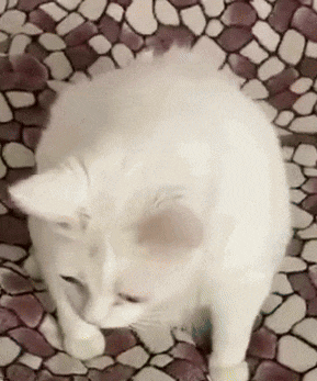 Kitty Puke Vomit Gif
