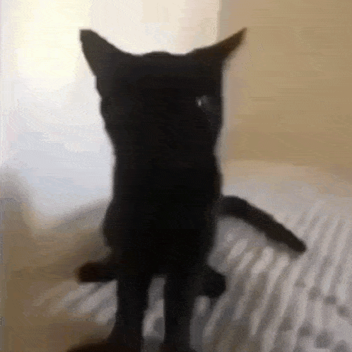 Larry Cat GIF