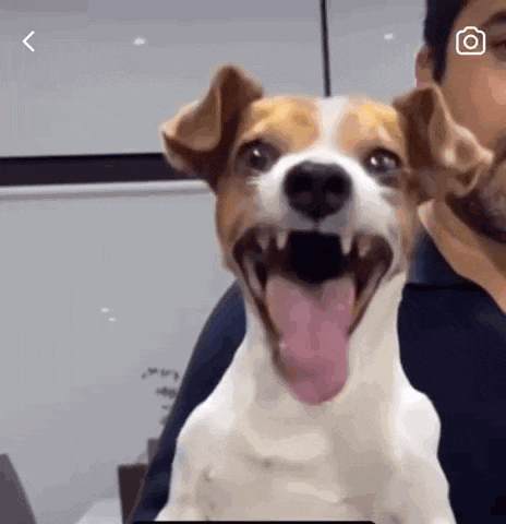 Laughing Dog GIF
