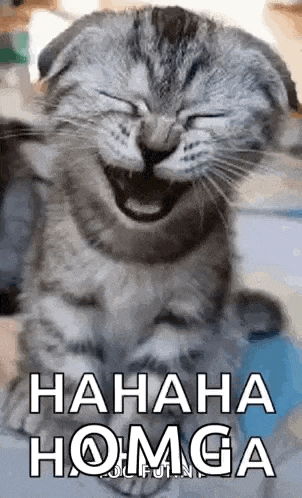 Laughing Kitty Cat GIF