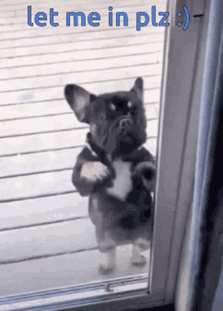 Let Me In Doggy GIF