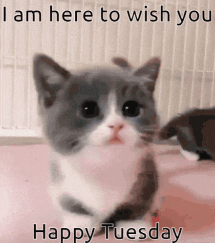 Lovely Cat GIF