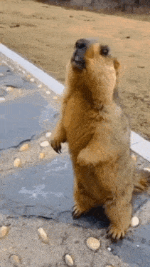 Marmot Baby Marmot GIF