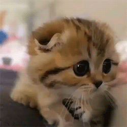 Meowsuris Twitter GIF