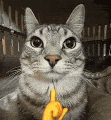 Mewing Cat GIF