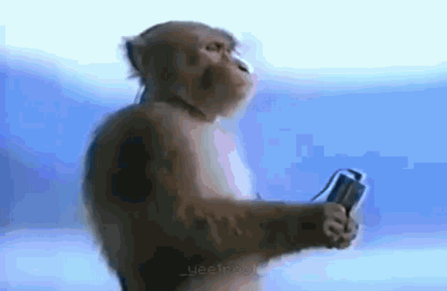 Monkey Music GIF