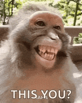 Monkey Laugh GIF