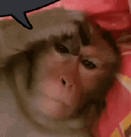 Monkey Worried Monkey Speech Bubble GIF