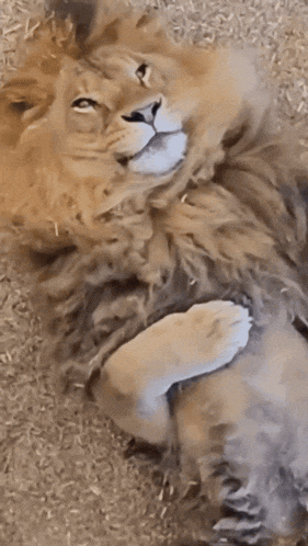 Murder Kitty GIF