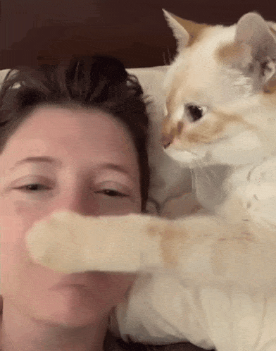 Nose Kiss Cat GIF