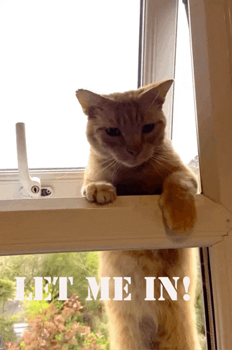 Notmycat Let Me In GIF