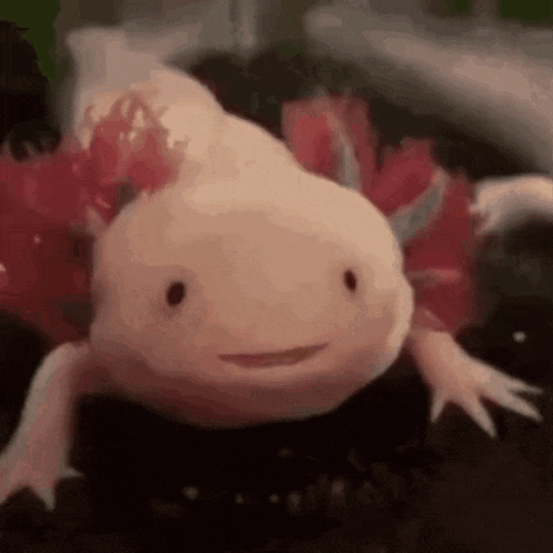 Oondasta Oondastochka GIF