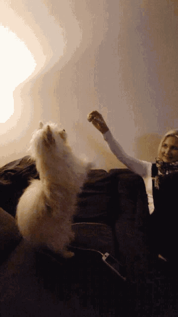 Percy Dog Begging Maltipoo Cute GIF