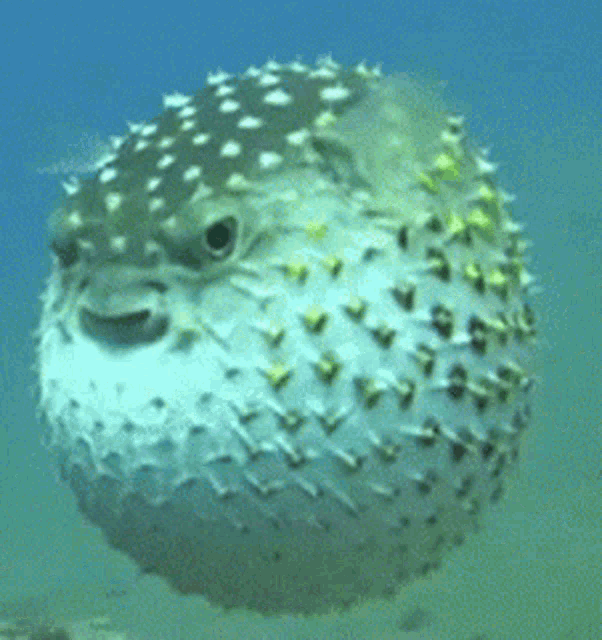 Puffer Fish GIF