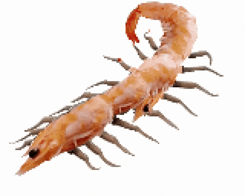 Shrimp Attack GIF
