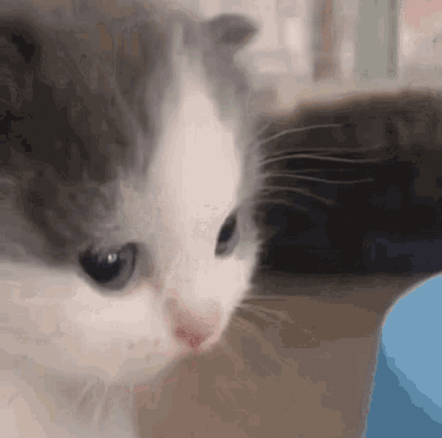 Sneaky Cat
