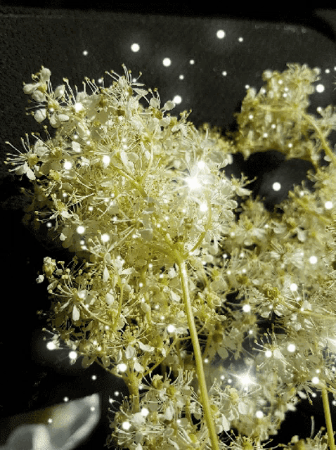 Sparkle Shimmer GIF