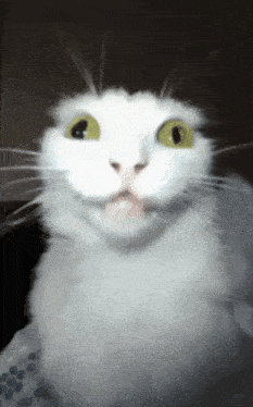 Super Idol Car Cat GIF