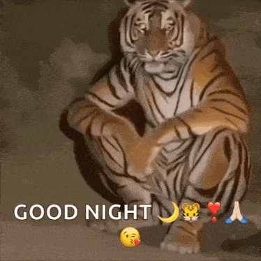 Tiger Sitting Tiger GIF