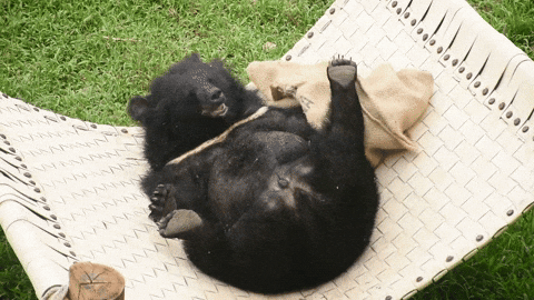 Tired Black Bear GIF
