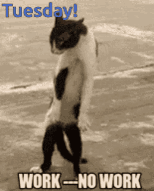 Tuesday Cat GIF