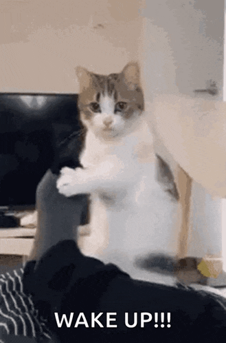 Wake Up Cat GIF