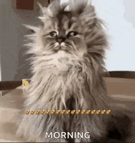 Wake Up Morning GIF