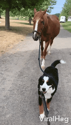 Walking The Horse Dog GIF