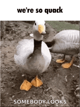 We'Re Back We'Re So Back GIF