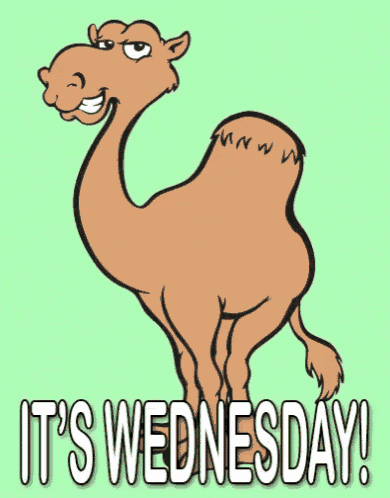 Wink Wednesday Happy Camel GIF