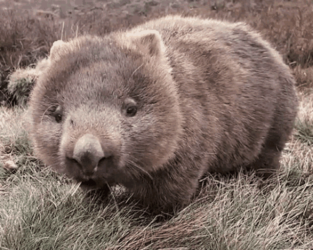 Wombat Eat GIF
