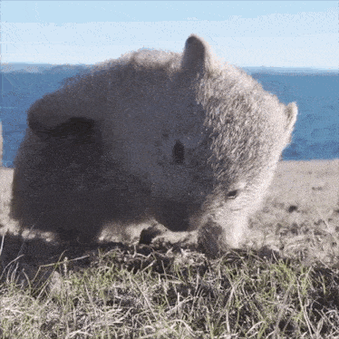 Wombat Going To Debate GIF