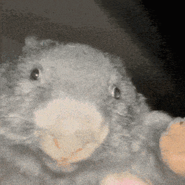Wombat Reverse GIF