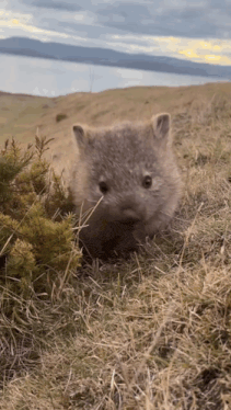 Wombat Eating GIF
