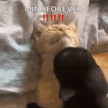 Yourarchivist Cat Kiss GIF