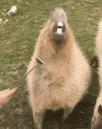 Capybara Meme GIF