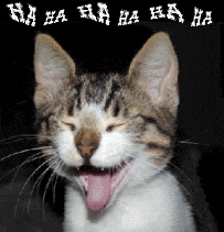 Cat Laughing Meme GIF