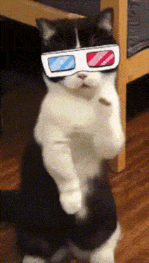 Cat Humor GIF