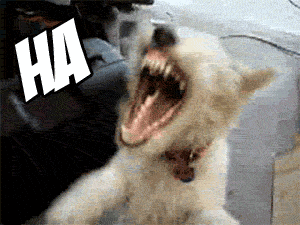 Dog Laughing Meme GIF