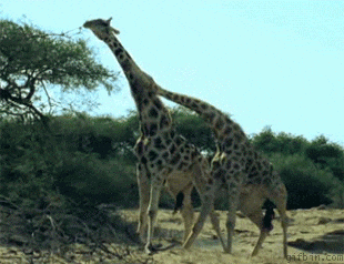 Giraffes Fighting GIF