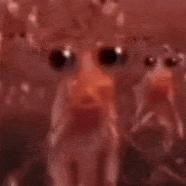Krill GIF