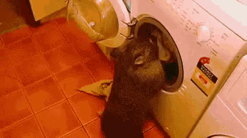 Wombat Using The Dryer GIF