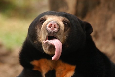 Sun Bear Rain Meme Template