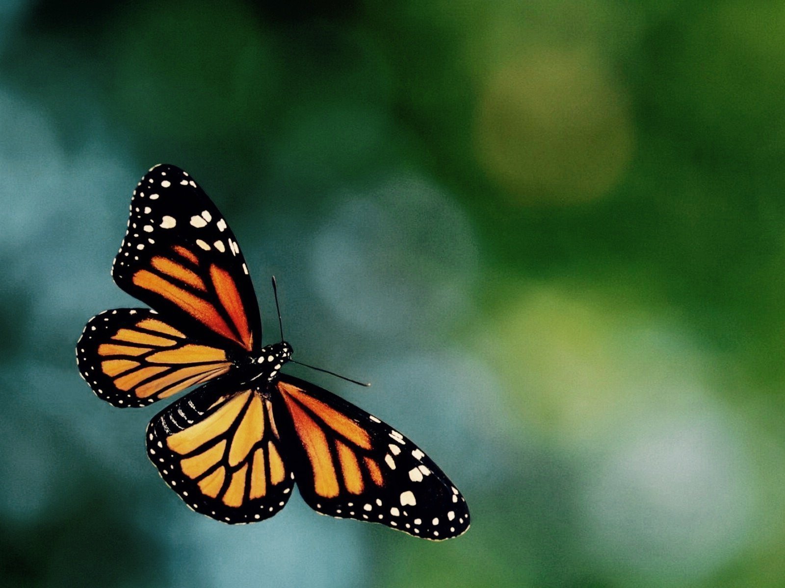 Butterfly Memes Template Download