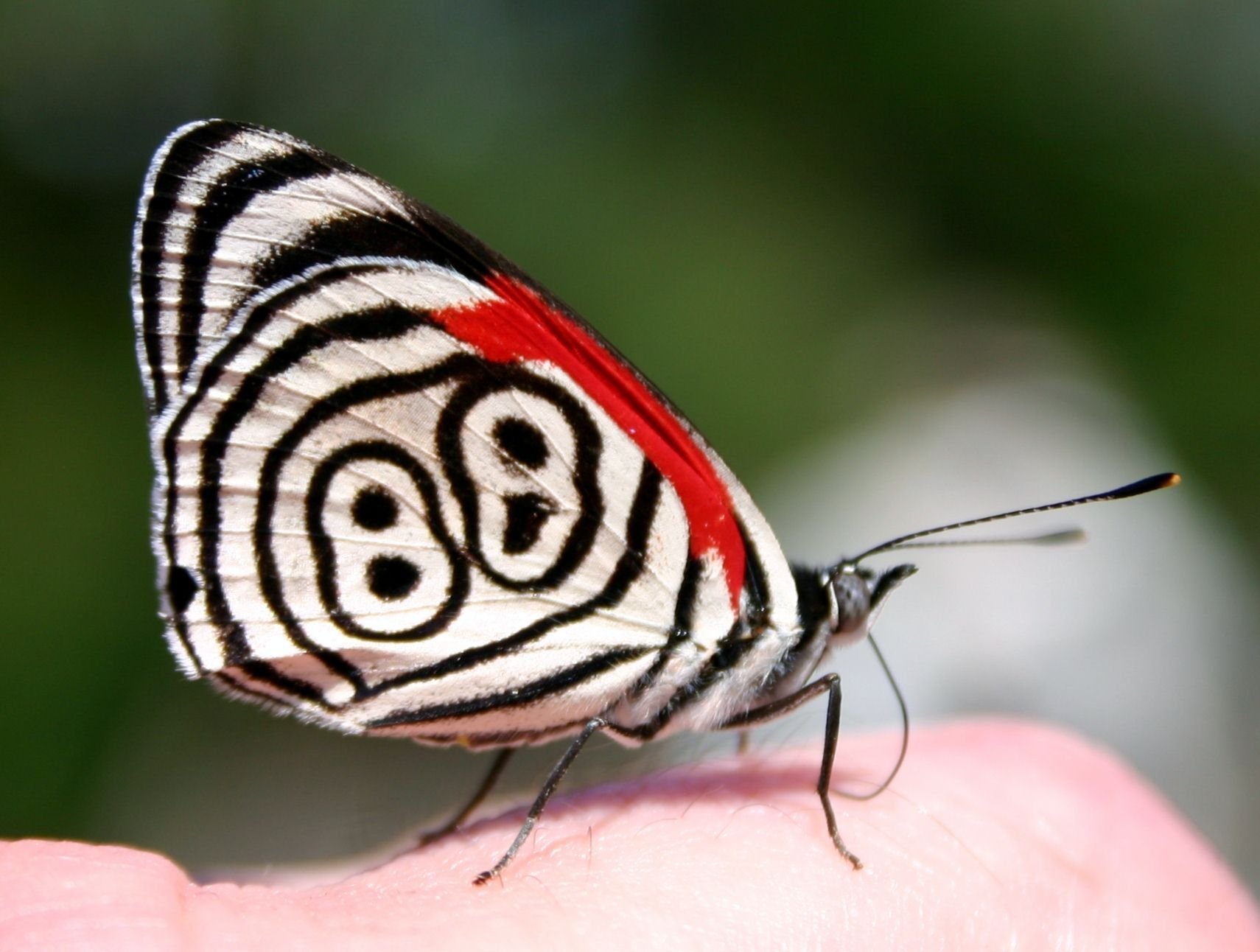 Puzzle Solver Butterfly Meme Template