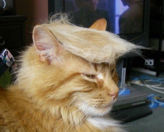 Trump Cat Meme Template