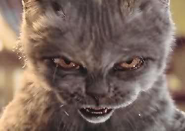 Happy Halloween Cat Memes Template