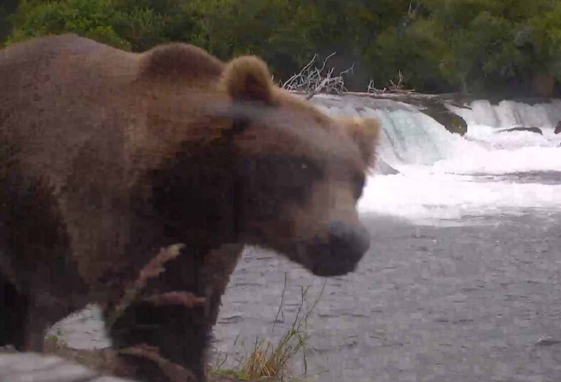 Side Eye Bear Meme Template